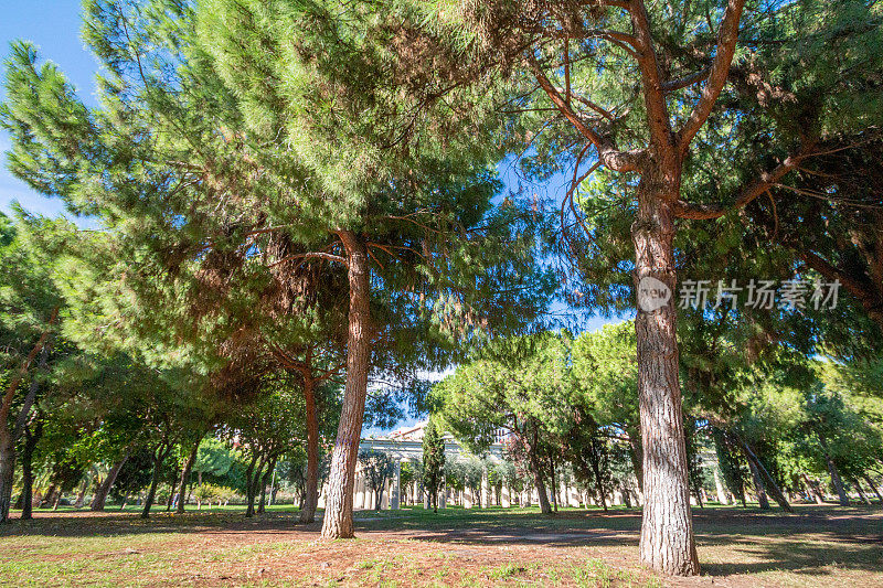西班牙巴伦西亚图里亚河床公园的松树(Jardín del Turia - Tramo VIII)